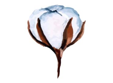 Algodón