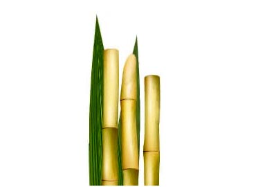 Sugarcane