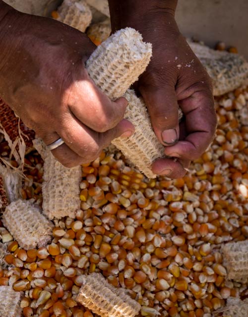 Peru Transgénicos